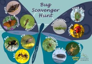 Bug Scavenger Hunt