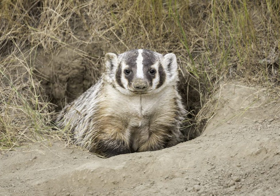 Badgers have distinct striped facial markings, with brown or blackish “badges” marking their cheeks and a white stripe extending from the nose to the base of the head. DRAGOMIR VUJNOVIC