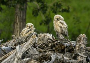Great horned owl chicks - K Fahrlander