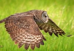 The great grey owl silently swoops! RICK PRICE