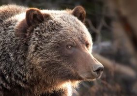 Side eyes from a grizzly bear