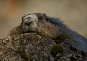 The largest squirrel species in Alberta, the hoary marmot, hibernates by sleeping in a burrow all winter. TONY LEPRIEUR
