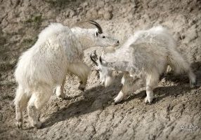 Mountain goats are amazing climbers! RICK PRICE