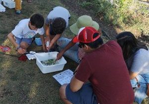 Family identifying their pond dipping finds together
