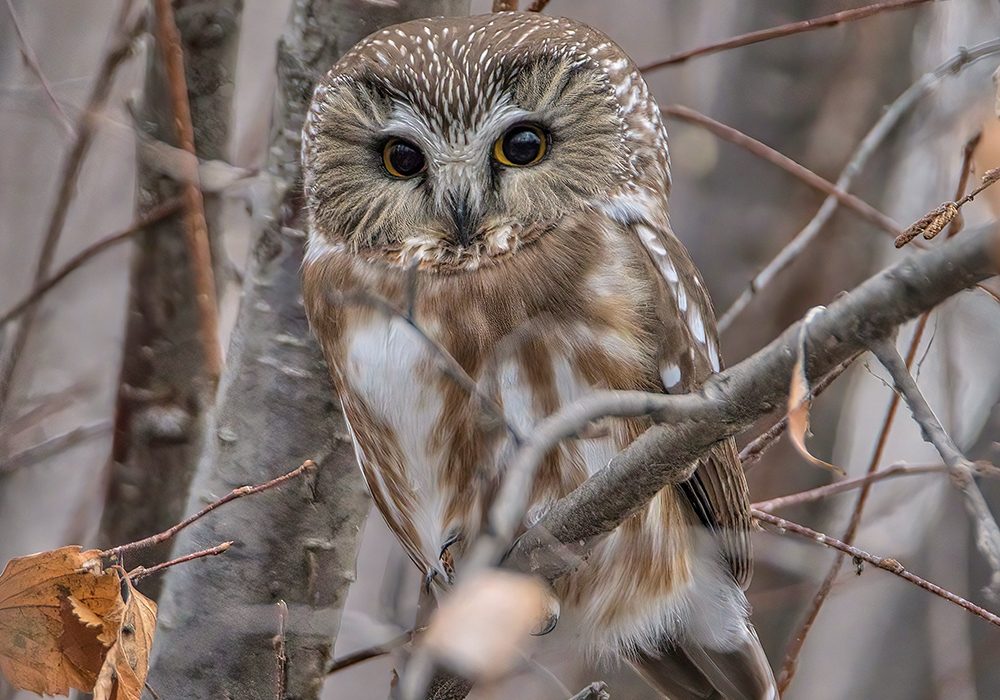 Northern saw-whet owl: Tony LePrieur