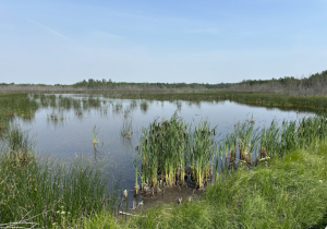 The Clifford E. Lee Nature Sanctuary preserves wetlands that are important for all sorts of different plants and animals. NICK CARTER