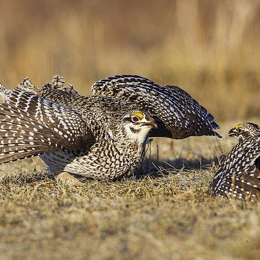 Sharp Tailed Grouse - GR