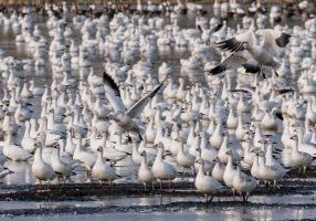 A huge flock of snow geese gather on a pond in Alberta, getting ready for their trip to the Arctic tundra. LEO DE GROOT