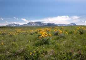 wild flowers in the grasslands with mountains in the background, typical of the Waterton Biosphere Reserve