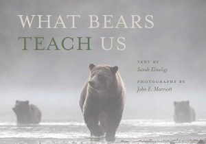 What bears teach us