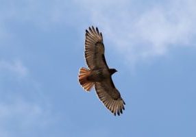 Hawk from pixabay