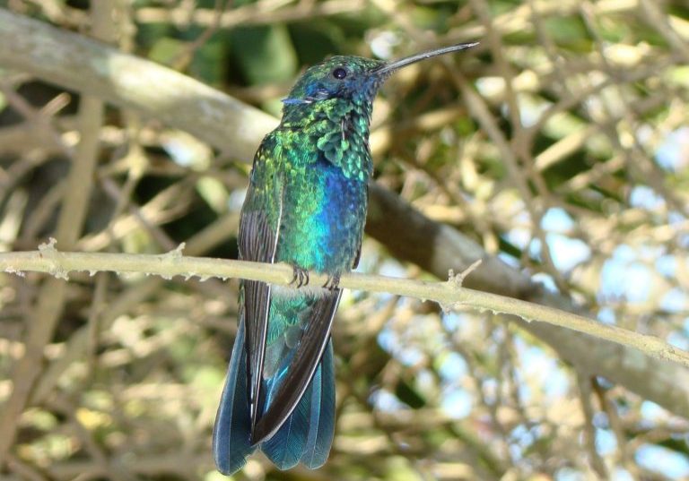 From Pixabay hummingbird-g5a9945de8_1920