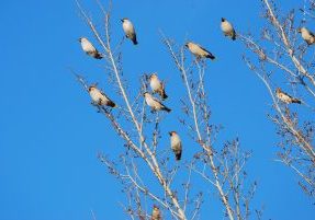 Waxwings from Pixabay