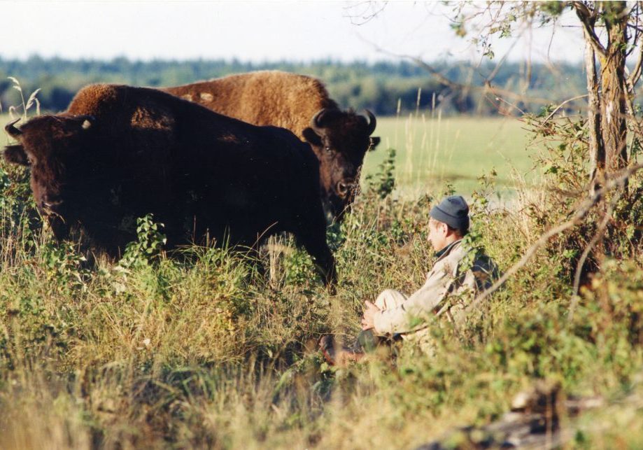 A remarkably close encounter between the author and the bison of Wood Buffalo National Park (WBNP). Lu Carbyn