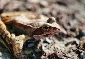 From Pixabay wood-frog-gfef21c717_1920